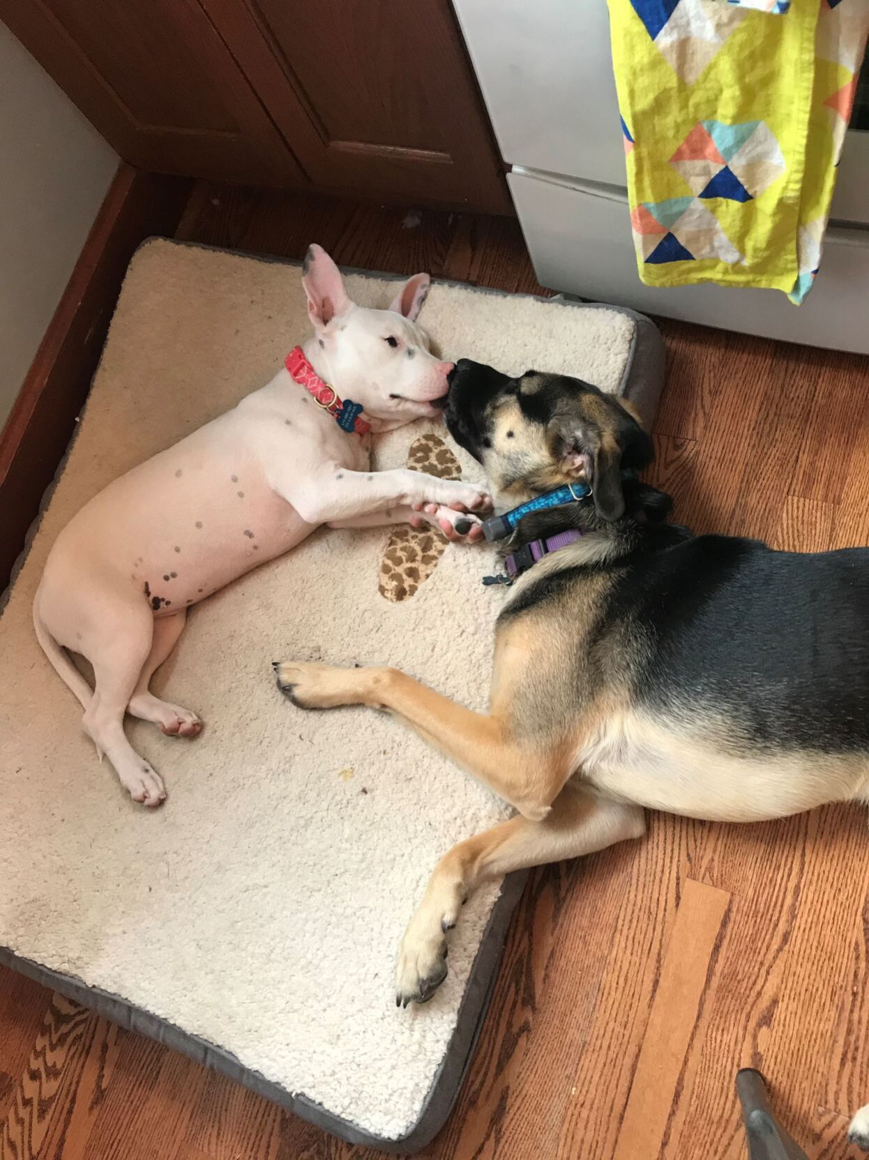 Cuddle Buddies